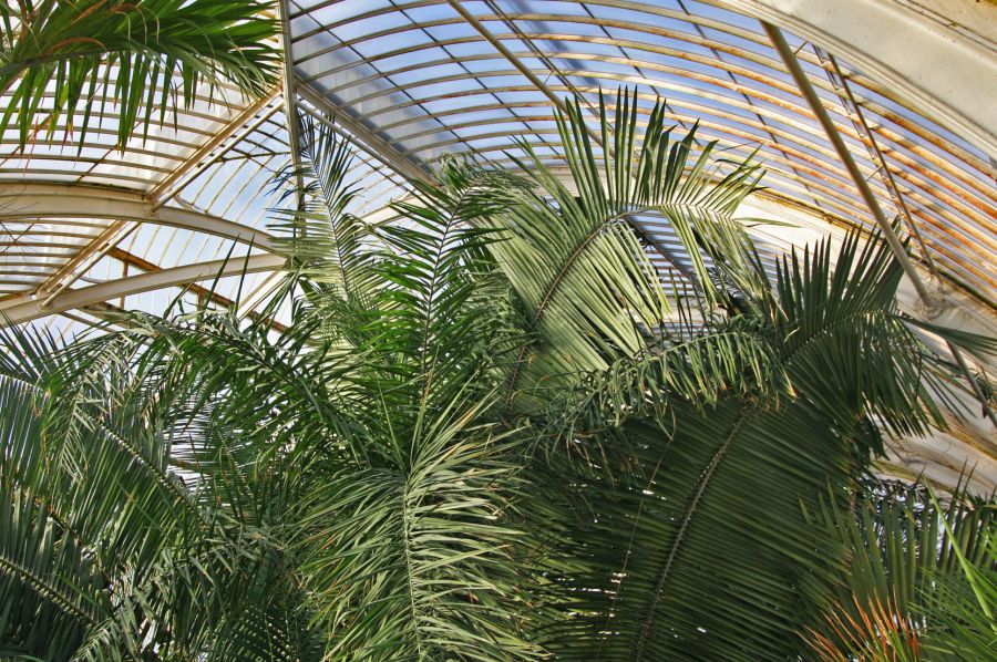 gal/Londres/Royal_Botanic_Gardens_-_Kew/Palm_House/Palm_House_Kew_Gardens75.jpg