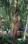 gal/Londres/Royal_Botanic_Gardens_-_Kew/Palm_House/_thb_Palm_House_Kew_Gardens26.jpg