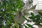 gal/Londres/Royal_Botanic_Gardens_-_Kew/Palm_House/_thb_Palm_House_Kew_Gardens30.jpg