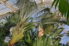gal/Londres/Royal_Botanic_Gardens_-_Kew/Palm_House/_thb_Palm_House_Kew_Gardens31.jpg