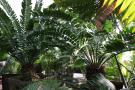 gal/Londres/Royal_Botanic_Gardens_-_Kew/Palm_House/_thb_Palm_House_Kew_Gardens33.jpg