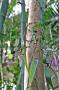 gal/Londres/Royal_Botanic_Gardens_-_Kew/Palm_House/_thb_Palm_House_Kew_Gardens39.jpg