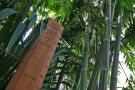 gal/Londres/Royal_Botanic_Gardens_-_Kew/Palm_House/_thb_Palm_House_Kew_Gardens40.jpg