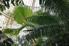 gal/Londres/Royal_Botanic_Gardens_-_Kew/Palm_House/_thb_Palm_House_Kew_Gardens44.jpg