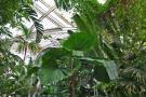 gal/Londres/Royal_Botanic_Gardens_-_Kew/Palm_House/_thb_Palm_House_Kew_Gardens46.jpg