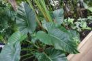 gal/Londres/Royal_Botanic_Gardens_-_Kew/Palm_House/_thb_Palm_House_Kew_Gardens49.jpg