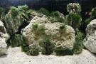 gal/Londres/Royal_Botanic_Gardens_-_Kew/Palm_House/_thb_Palm_House_Kew_Gardens54.jpg