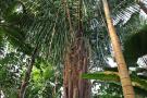 gal/Londres/Royal_Botanic_Gardens_-_Kew/Palm_House/_thb_Palm_House_Kew_Gardens67.jpg