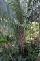 gal/Londres/Royal_Botanic_Gardens_-_Kew/Palm_House/_thb_Palm_House_Kew_Gardens71.jpg