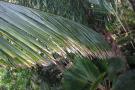 gal/Londres/Royal_Botanic_Gardens_-_Kew/Palm_House/_thb_Palm_House_Kew_Gardens72.jpg
