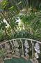 gal/Londres/Royal_Botanic_Gardens_-_Kew/Palm_House/_thb_Palm_House_Kew_Gardens76.jpg