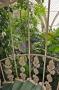 gal/Londres/Royal_Botanic_Gardens_-_Kew/Palm_House/_thb_Palm_House_Kew_Gardens77.jpg