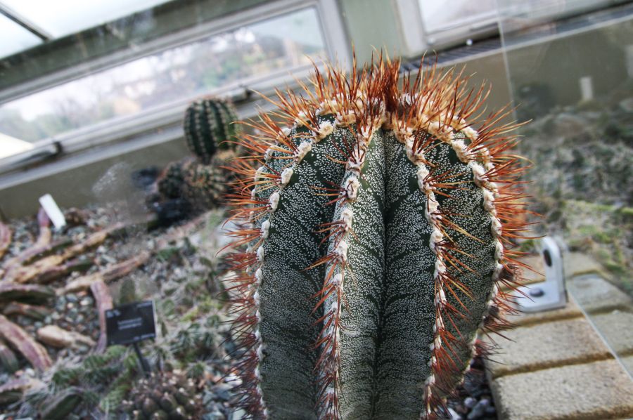 gal/Londres/Royal_Botanic_Gardens_-_Kew/Princess_of_Whales_Conservatory/Kew_Gardens09.jpg