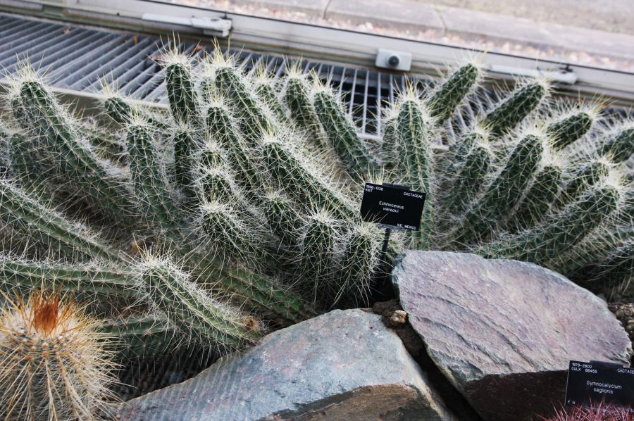 gal/Londres/Royal_Botanic_Gardens_-_Kew/Princess_of_Whales_Conservatory/Kew_Gardens10.jpg
