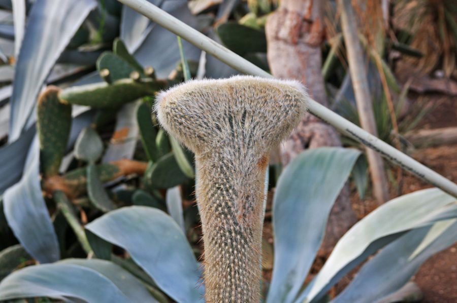 gal/Londres/Royal_Botanic_Gardens_-_Kew/Princess_of_Whales_Conservatory/Kew_Gardens12.jpg