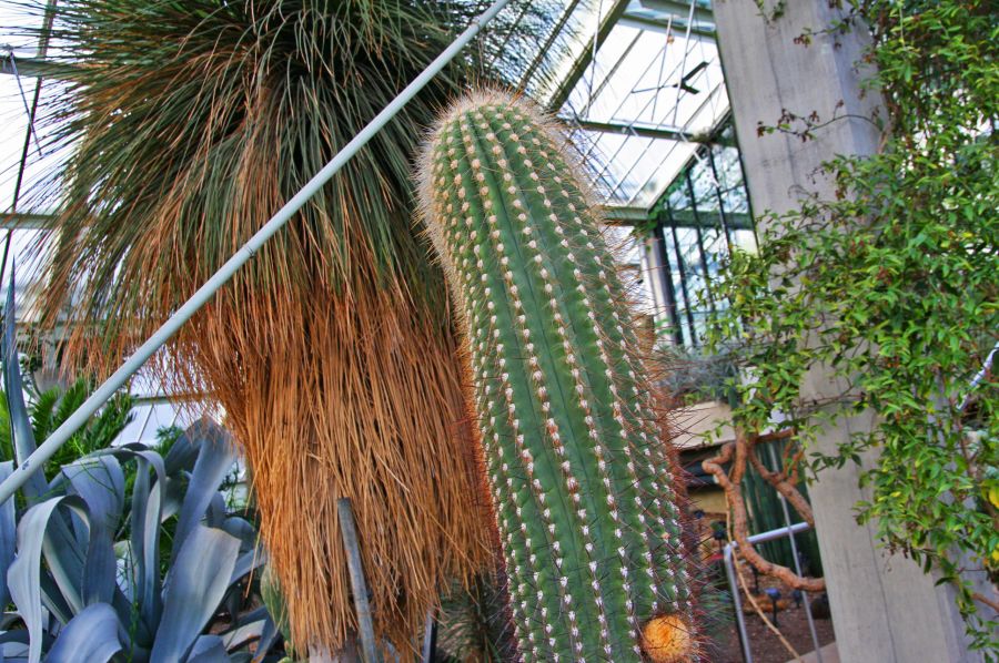 gal/Londres/Royal_Botanic_Gardens_-_Kew/Princess_of_Whales_Conservatory/Kew_Gardens13.jpg
