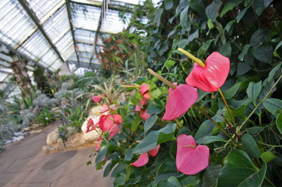 gal/Londres/Royal_Botanic_Gardens_-_Kew/Princess_of_Whales_Conservatory/Kew_Gardens17.jpg