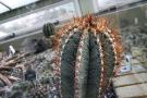 gal/Londres/Royal_Botanic_Gardens_-_Kew/Princess_of_Whales_Conservatory/_thb_Kew_Gardens09.jpg