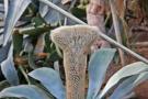 gal/Londres/Royal_Botanic_Gardens_-_Kew/Princess_of_Whales_Conservatory/_thb_Kew_Gardens12.jpg