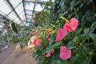 gal/Londres/Royal_Botanic_Gardens_-_Kew/Princess_of_Whales_Conservatory/_thb_Kew_Gardens17.jpg