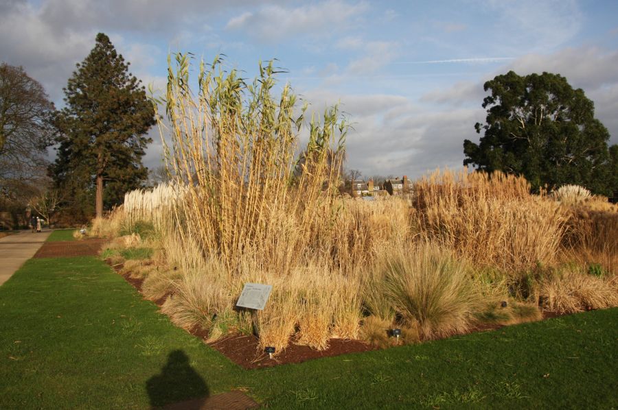 gal/Londres/Royal_Botanic_Gardens_-_Kew/Royal_Botanic_Gardens_Kew40.jpg