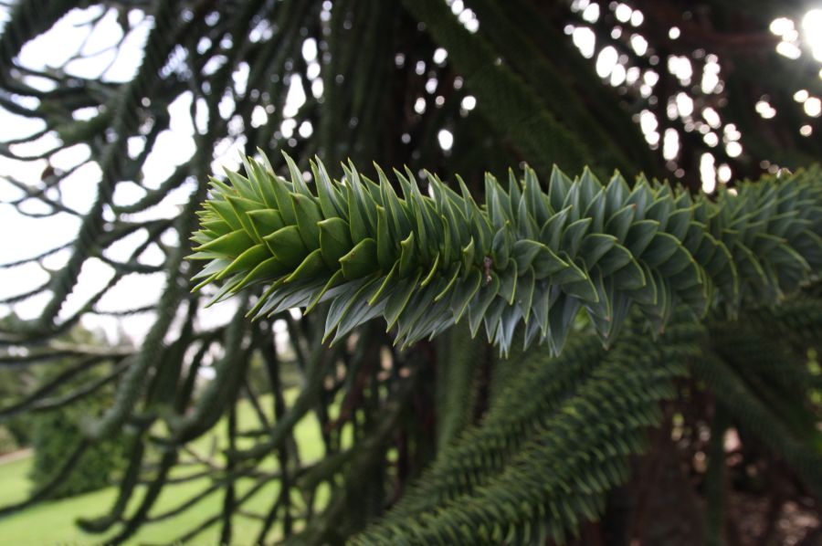 gal/Londres/Royal_Botanic_Gardens_-_Kew/Royal_Botanic_Gardens_Kew47.jpg