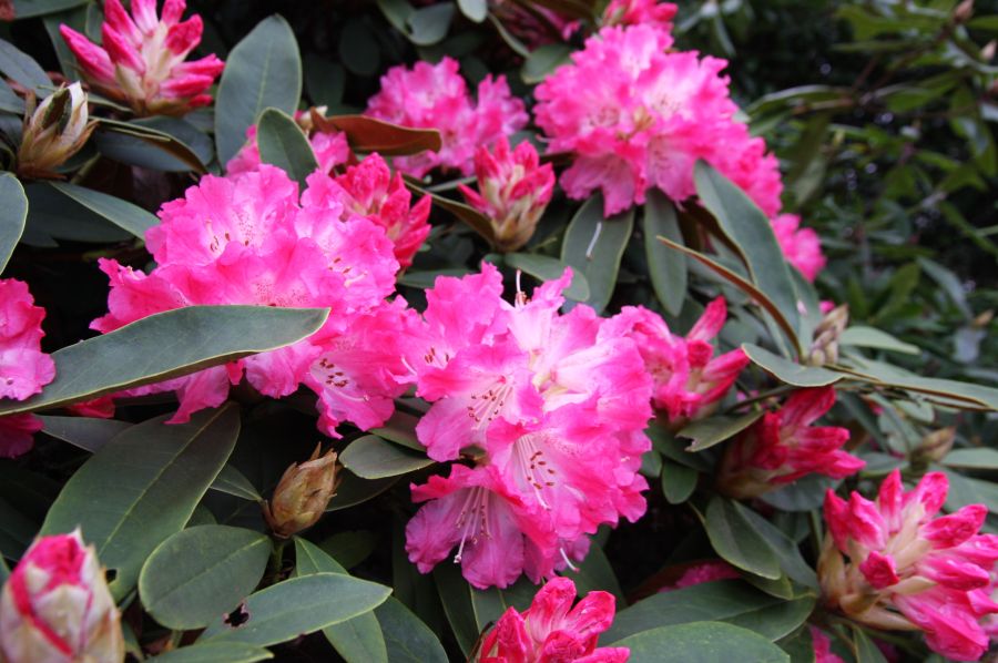 gal/Londres/Royal_Botanic_Gardens_-_Kew/Royal_Botanic_Gardens_Kew57.jpg