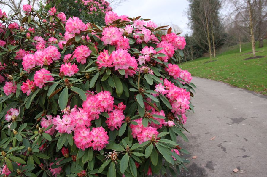 gal/Londres/Royal_Botanic_Gardens_-_Kew/Royal_Botanic_Gardens_Kew58.jpg