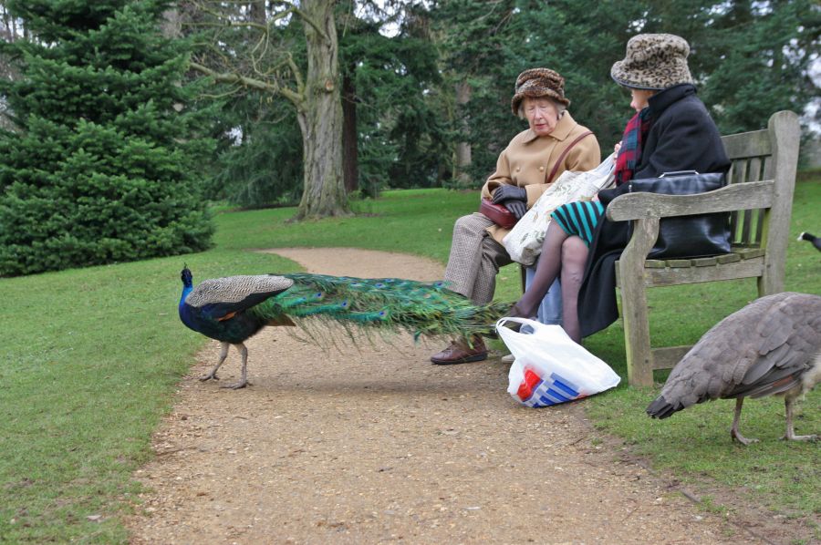 gal/Londres/Royal_Botanic_Gardens_-_Kew/Royal_Botanic_Gardens_Kew71.jpg
