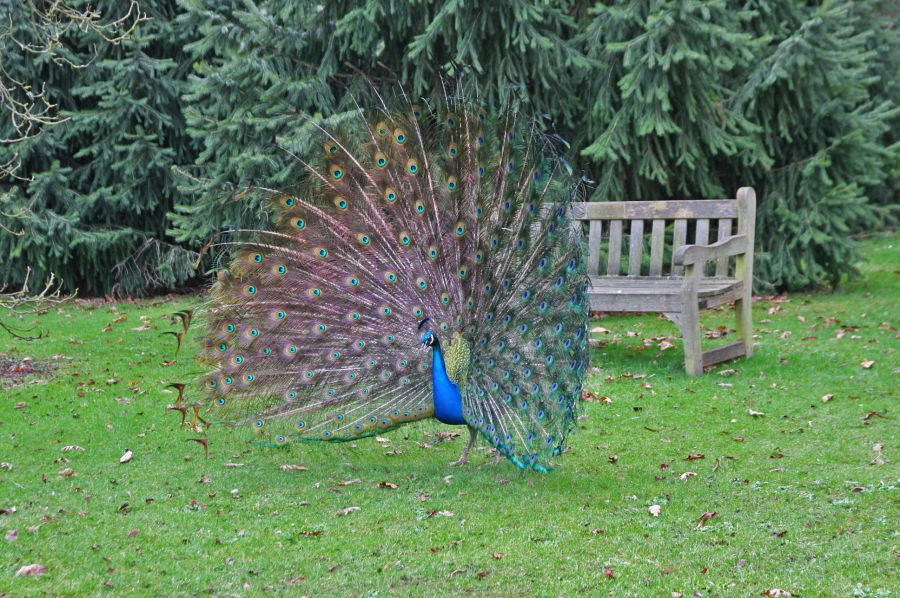 gal/Londres/Royal_Botanic_Gardens_-_Kew/Royal_Botanic_Gardens_Kew75.jpg