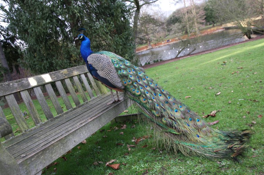 gal/Londres/Royal_Botanic_Gardens_-_Kew/Royal_Botanic_Gardens_Kew81.jpg