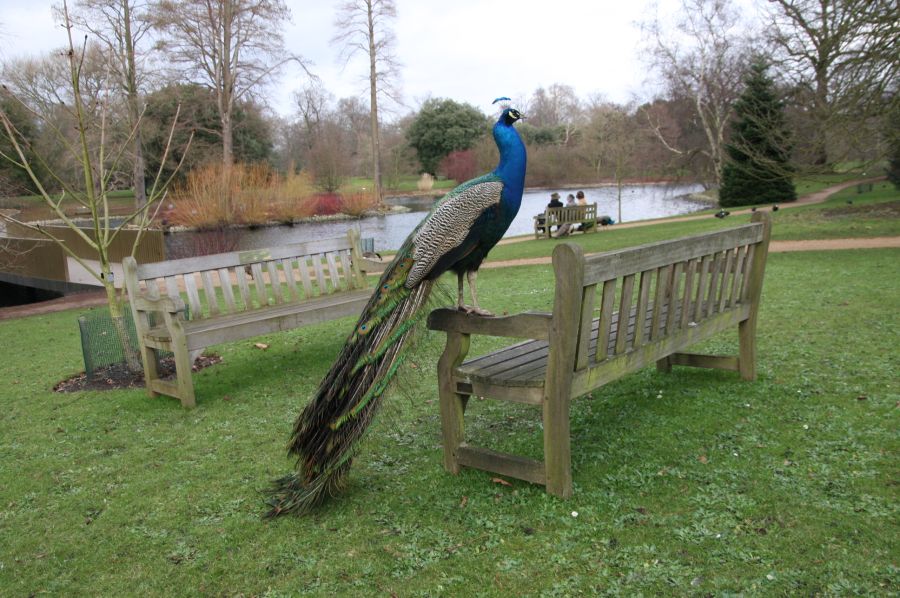 gal/Londres/Royal_Botanic_Gardens_-_Kew/Royal_Botanic_Gardens_Kew82.jpg