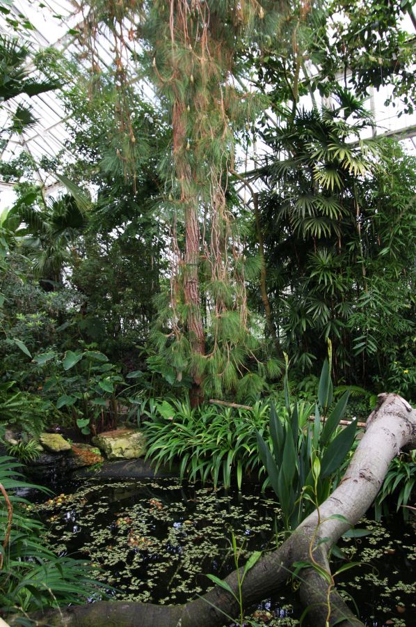 gal/Londres/Royal_Botanic_Gardens_-_Kew/Temperate_House/Temperate_House_Kew_Gardens07.jpg
