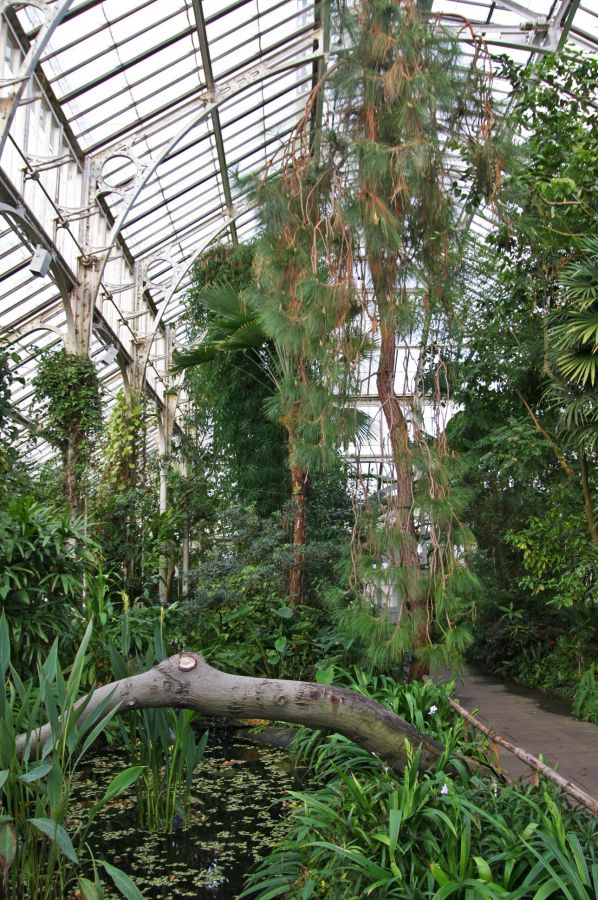 gal/Londres/Royal_Botanic_Gardens_-_Kew/Temperate_House/Temperate_House_Kew_Gardens10.jpg