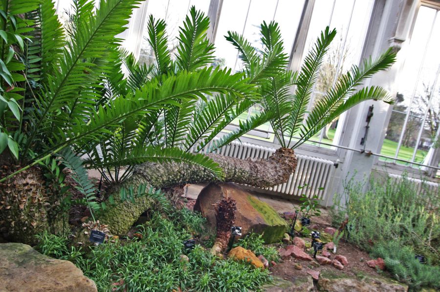 gal/Londres/Royal_Botanic_Gardens_-_Kew/Temperate_House/Temperate_House_Kew_Gardens22.jpg