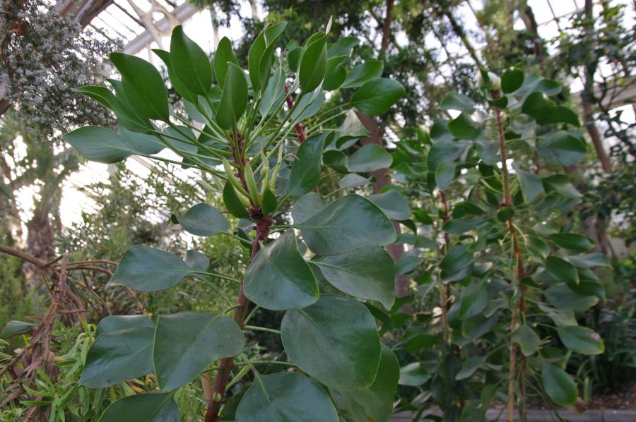 gal/Londres/Royal_Botanic_Gardens_-_Kew/Temperate_House/Temperate_House_Kew_Gardens23.jpg