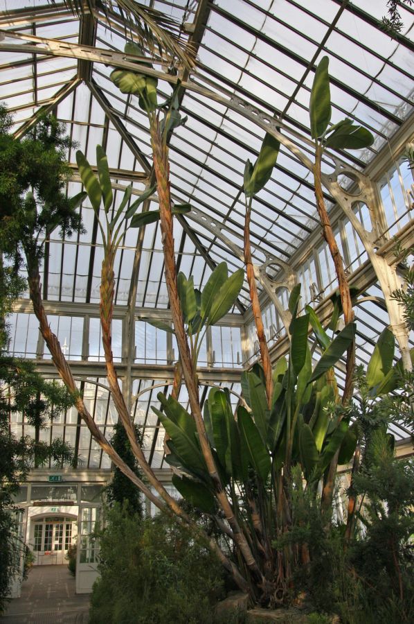 gal/Londres/Royal_Botanic_Gardens_-_Kew/Temperate_House/Temperate_House_Kew_Gardens24.jpg