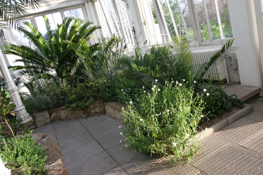 gal/Londres/Royal_Botanic_Gardens_-_Kew/Temperate_House/Temperate_House_Kew_Gardens25.jpg