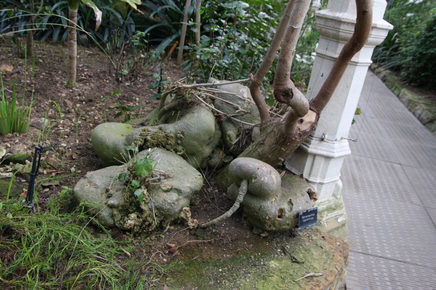 gal/Londres/Royal_Botanic_Gardens_-_Kew/Temperate_House/Temperate_House_Kew_Gardens28.jpg
