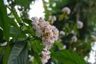 gal/Londres/Royal_Botanic_Gardens_-_Kew/Temperate_House/_thb_Temperate_House_Kew_Gardens04.jpg