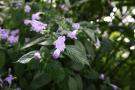 gal/Londres/Royal_Botanic_Gardens_-_Kew/Temperate_House/_thb_Temperate_House_Kew_Gardens05.jpg