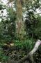 gal/Londres/Royal_Botanic_Gardens_-_Kew/Temperate_House/_thb_Temperate_House_Kew_Gardens07.jpg