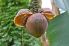 gal/Londres/Royal_Botanic_Gardens_-_Kew/Temperate_House/_thb_Temperate_House_Kew_Gardens08.jpg