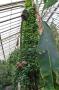 gal/Londres/Royal_Botanic_Gardens_-_Kew/Temperate_House/_thb_Temperate_House_Kew_Gardens09.jpg