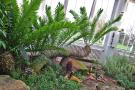 gal/Londres/Royal_Botanic_Gardens_-_Kew/Temperate_House/_thb_Temperate_House_Kew_Gardens22.jpg
