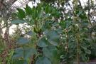 gal/Londres/Royal_Botanic_Gardens_-_Kew/Temperate_House/_thb_Temperate_House_Kew_Gardens23.jpg