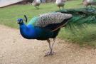 gal/Londres/Royal_Botanic_Gardens_-_Kew/_thb_Royal_Botanic_Gardens_Kew74.jpg