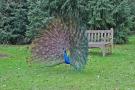 gal/Londres/Royal_Botanic_Gardens_-_Kew/_thb_Royal_Botanic_Gardens_Kew75.jpg