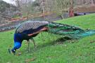 gal/Londres/Royal_Botanic_Gardens_-_Kew/_thb_Royal_Botanic_Gardens_Kew78.jpg