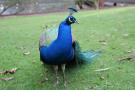 gal/Londres/Royal_Botanic_Gardens_-_Kew/_thb_Royal_Botanic_Gardens_Kew80.jpg